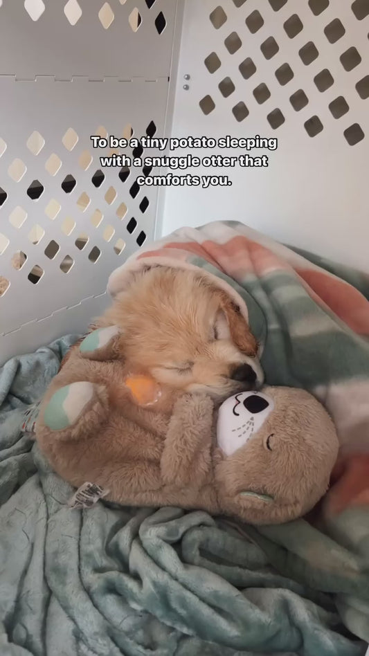 Breathing Buddy